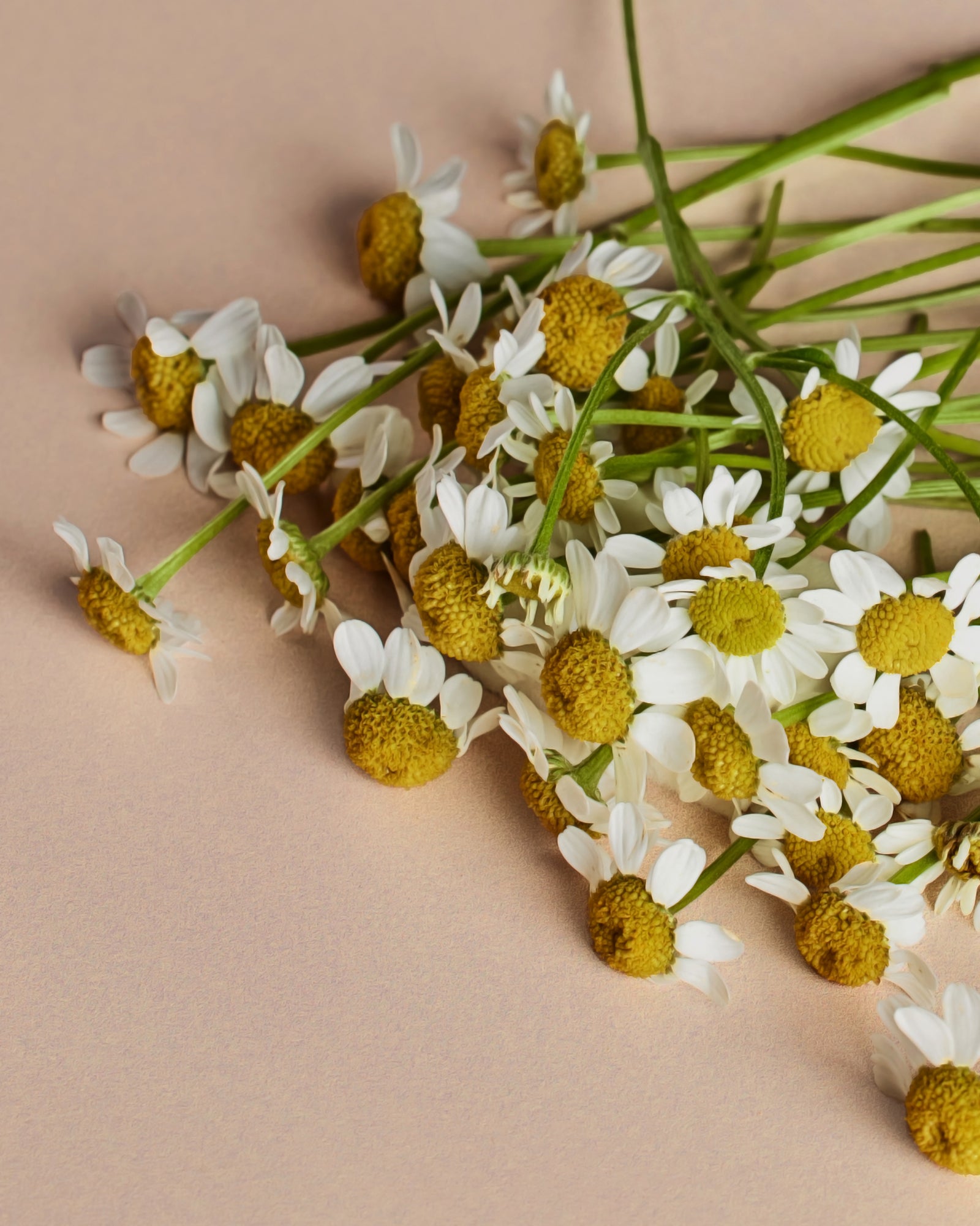 An arrangement of chamomile flowers, positioned against a neutral background.
