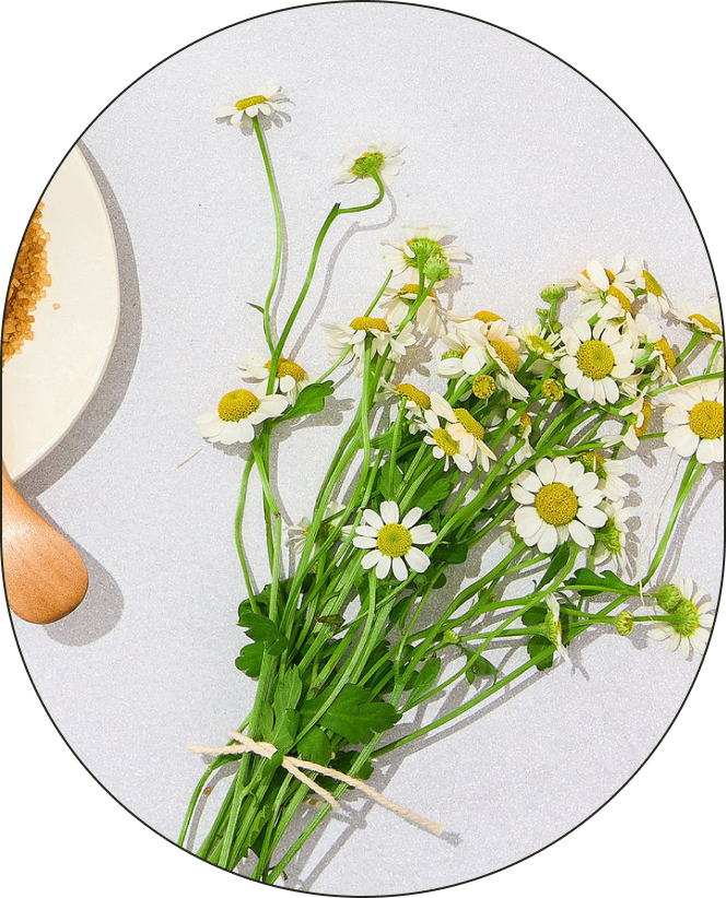 An arrangement of chamomile flowers, positioned against a neutral-grey background.
